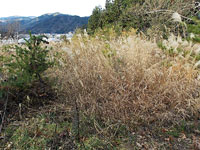 売地　飛騨市古川町新栄町13-5